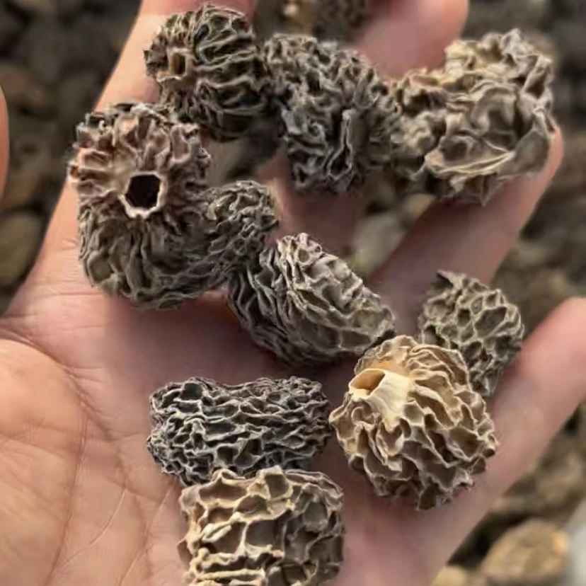 大山里的美味羊肚菌