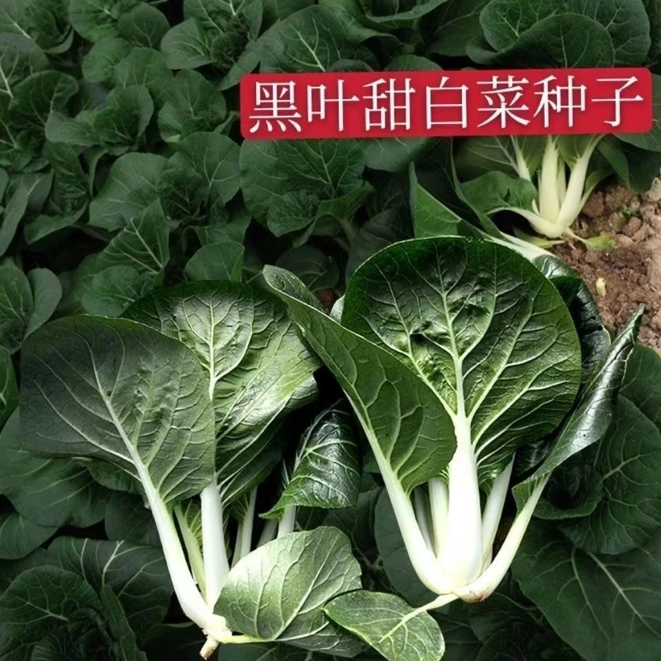 四季黑叶甜白菜种子耐热中脚小白菜种籽四季小白菜黑白菜蔬菜种子