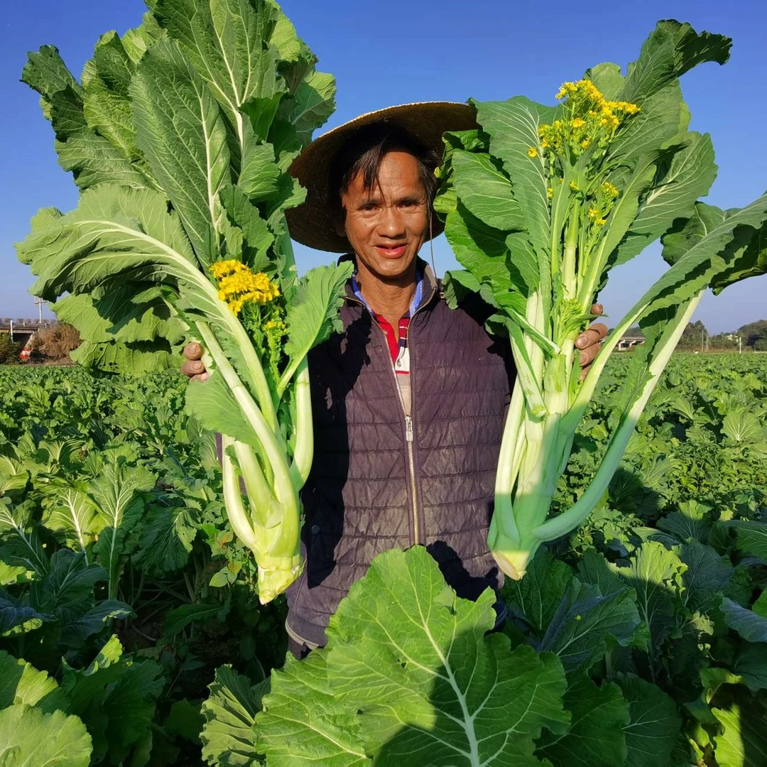 【广东增城迟菜心种子】菜苔好吃甜脆多笋迟花甜菜心庭院菜园蔬菜