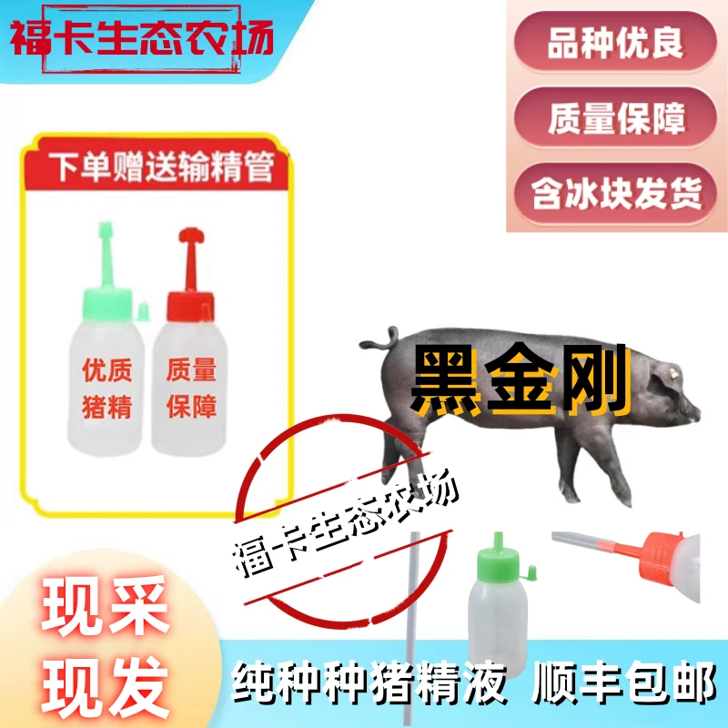 杜洛克精液黑杜精液一件包邮包对版生态养殖批发下单精选发货