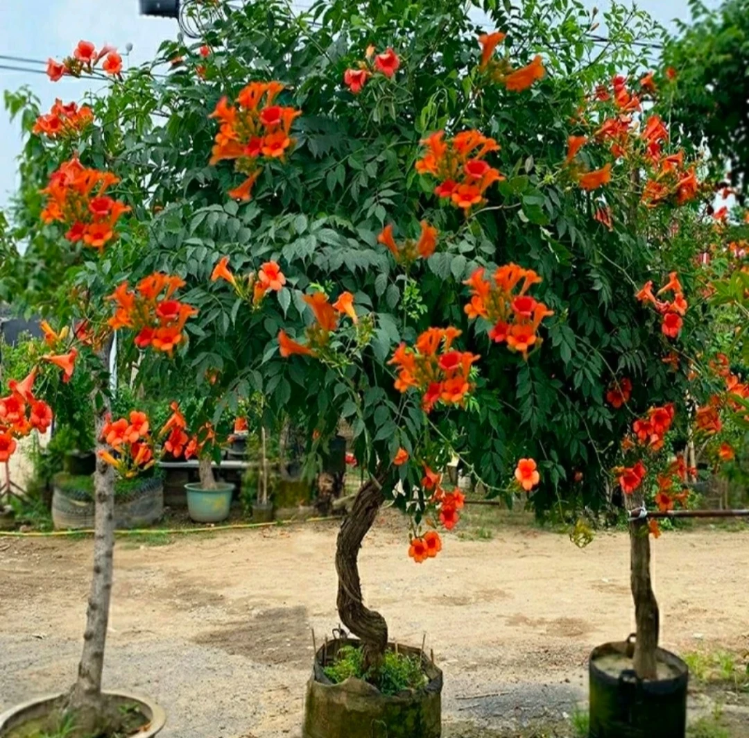 爬藤凌霄花一物一拍好养易活做拱门爬花架爬花墙