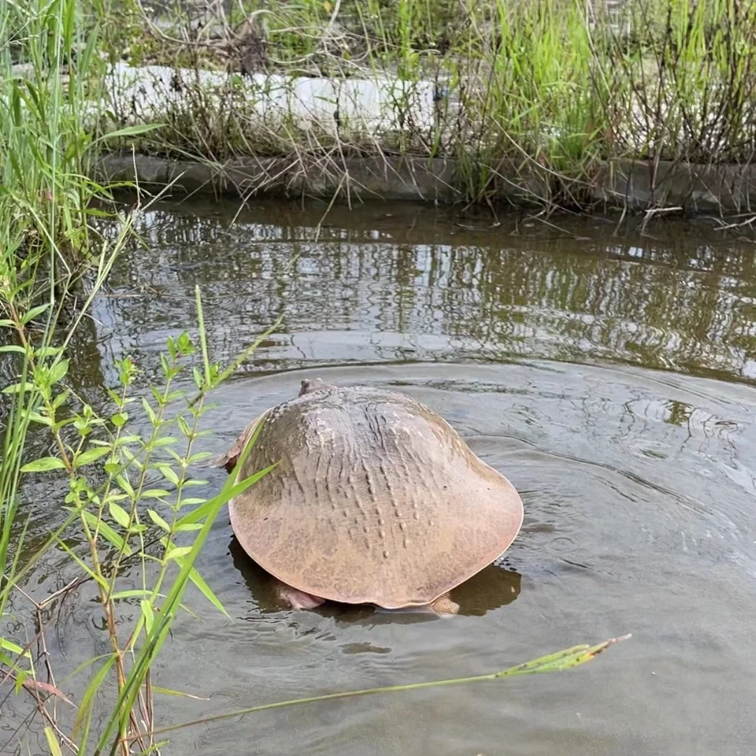 甲鱼 9斤 山坑放养大甲鱼 老鳖 生鲜活体顺丰发货 煲汤红烧甲鱼