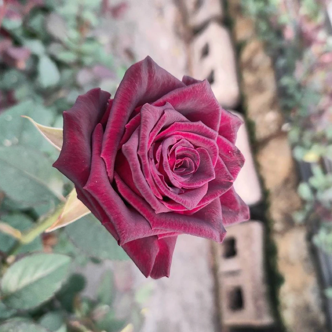 黑巴克，花头干净，枝干粗壮，花期长