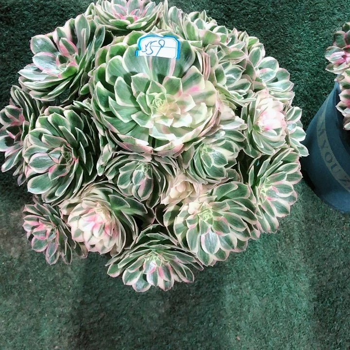 559孔雀翎多肉法师