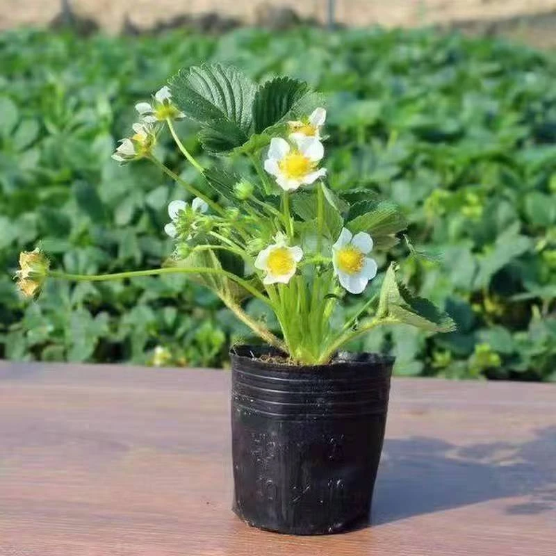 优质草莓苗红颜章姬原盆原土盆栽室内外种植好成活