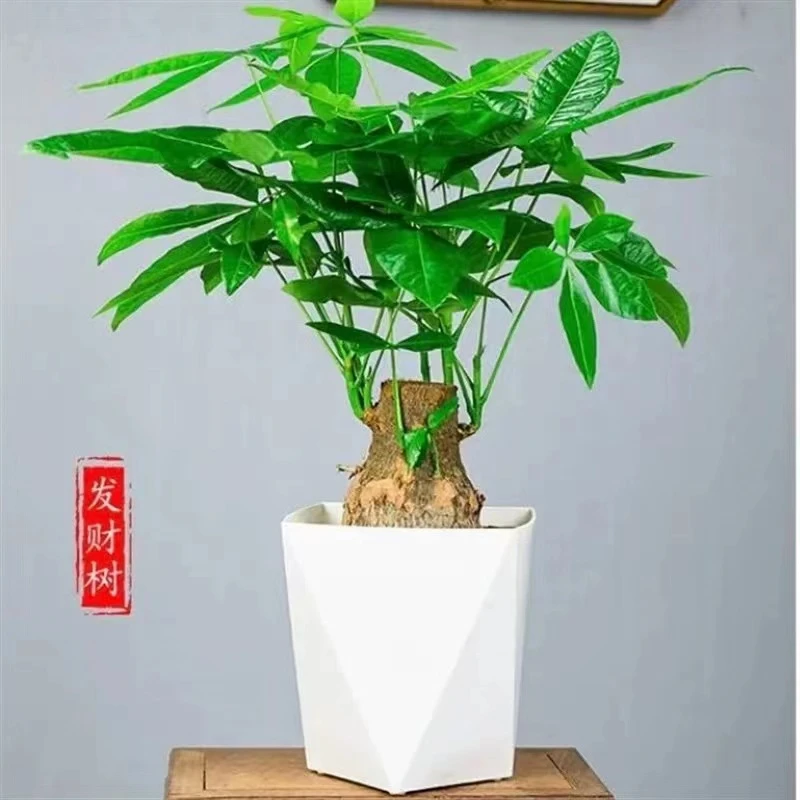 发财树绿植盆栽基地直发客厅净化空气书房四季绿