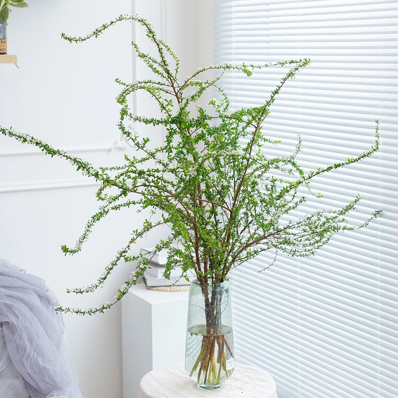 【中云花卉 雪柳】满枝繁花自由生长冬日里爆花小机器云南基地直发