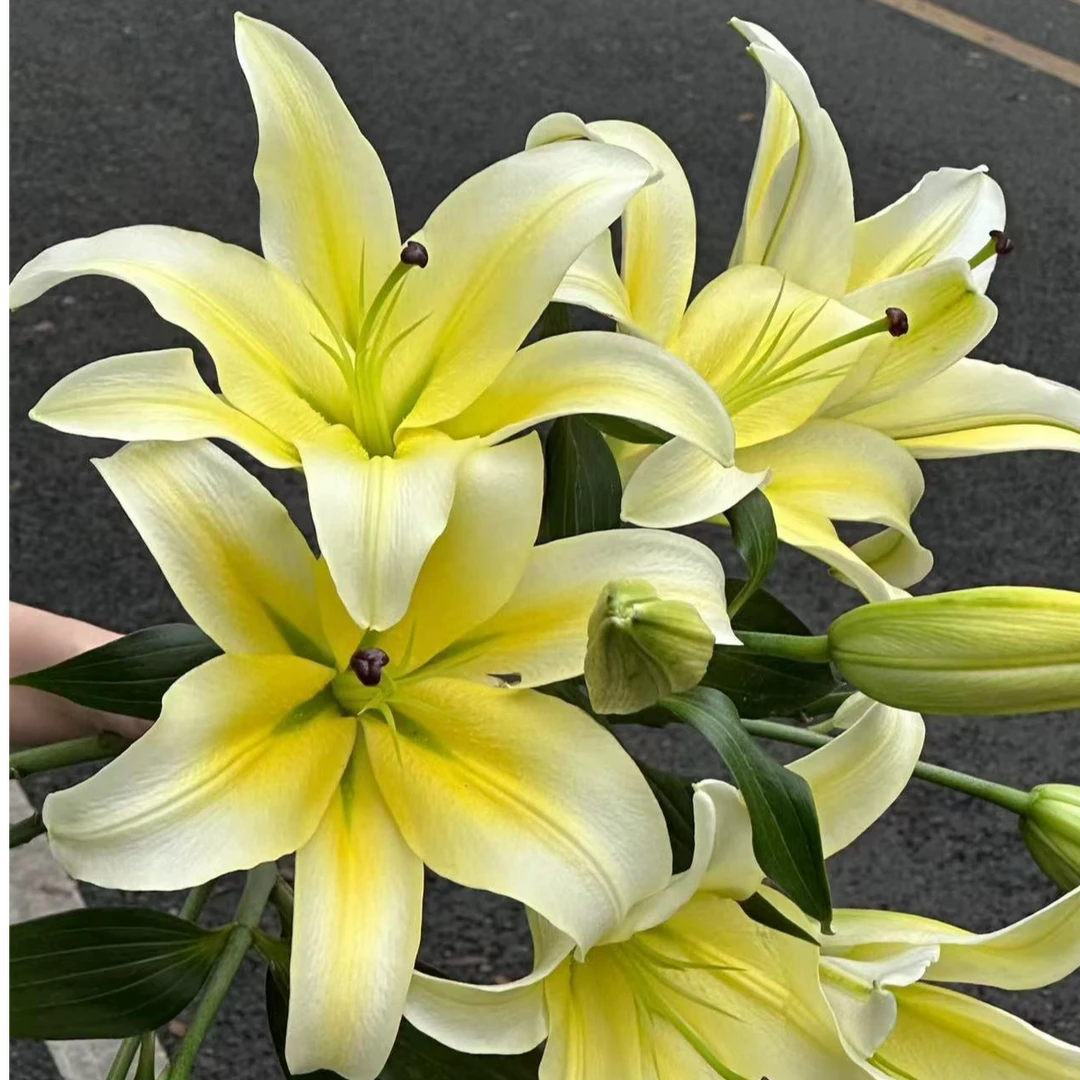 【中云花卉 黄天霸香水百合】保12花苞曼尼萨大气优雅云南基地直发