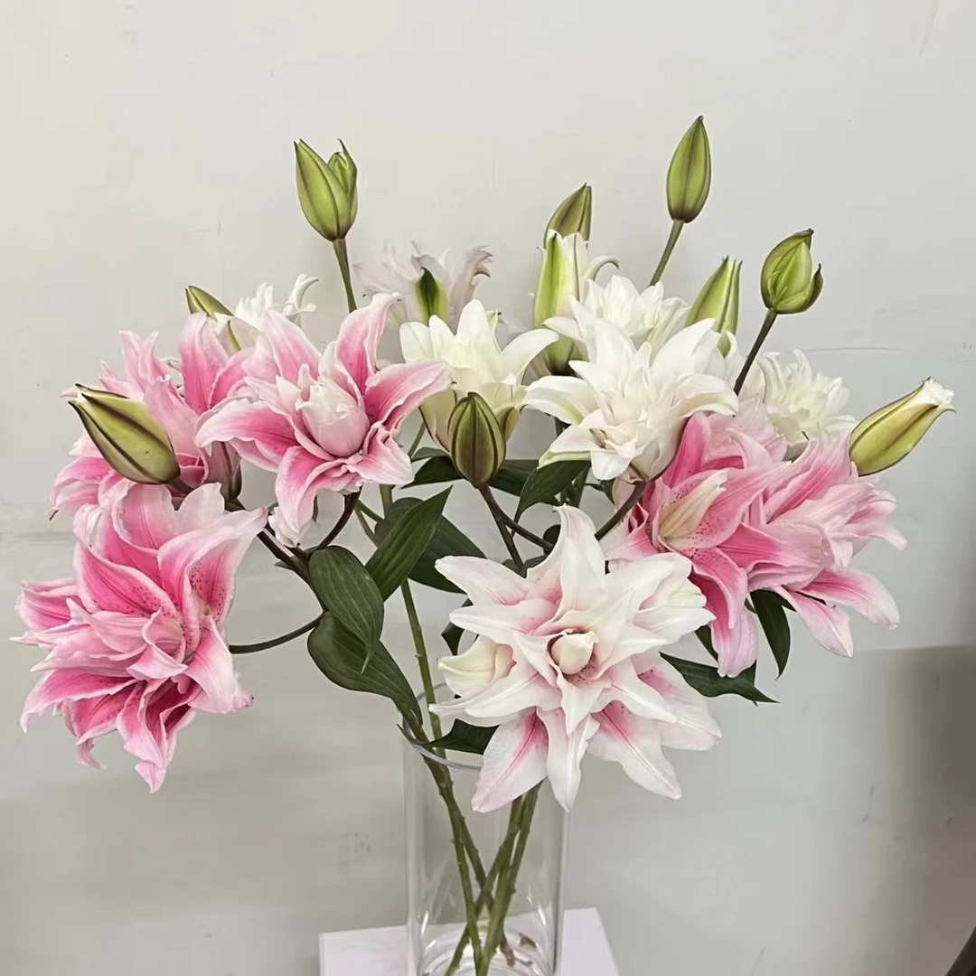 花公社伊莎贝拉 重瓣百合 家庭 办公插花 顺丰冷链 包邮 云南鲜花