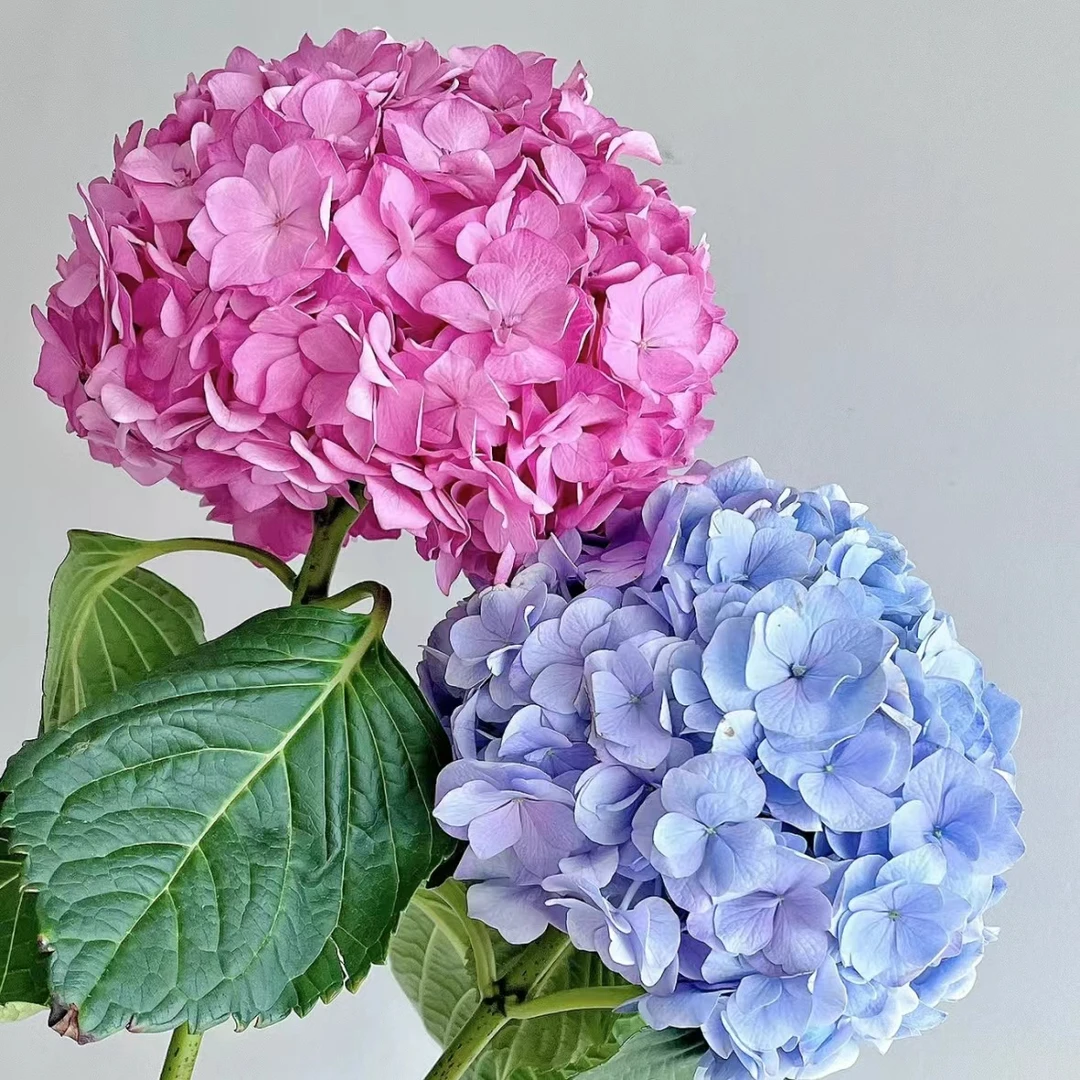 花公社 鲜切绣球 家庭 办公 咖啡店 玄关插花 顺丰包邮 云南鲜花