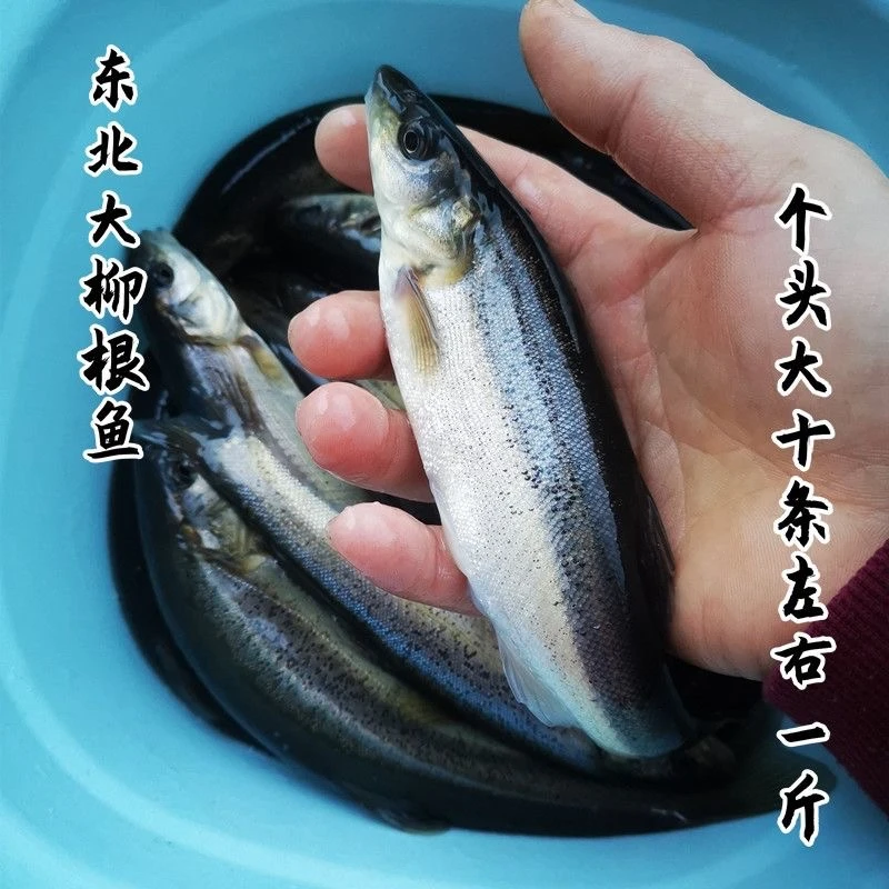 东北冷水柳根鱼 鲜活速冻淡水鱼9条左右一斤