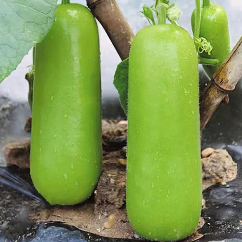 新鲜瓠瓜当季蔬菜农家生态自种采摘新鲜蔬菜瓠瓜蒲瓜食用葫芦瓜肉