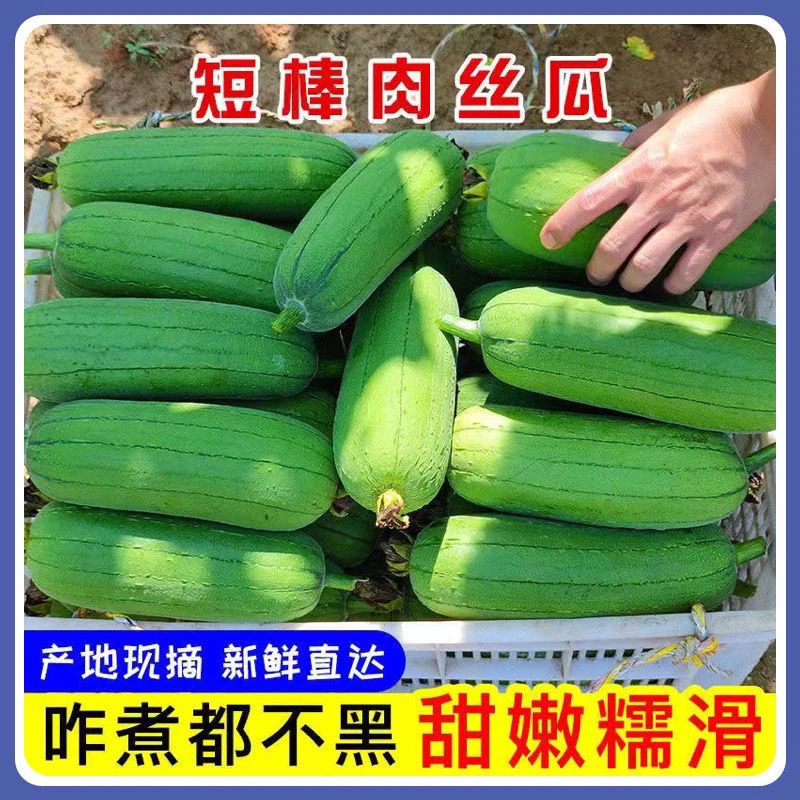 农家短棒丝瓜新鲜香甜软糯翡翠丝瓜肉丝瓜当季蔬菜白玉丝瓜孕妇