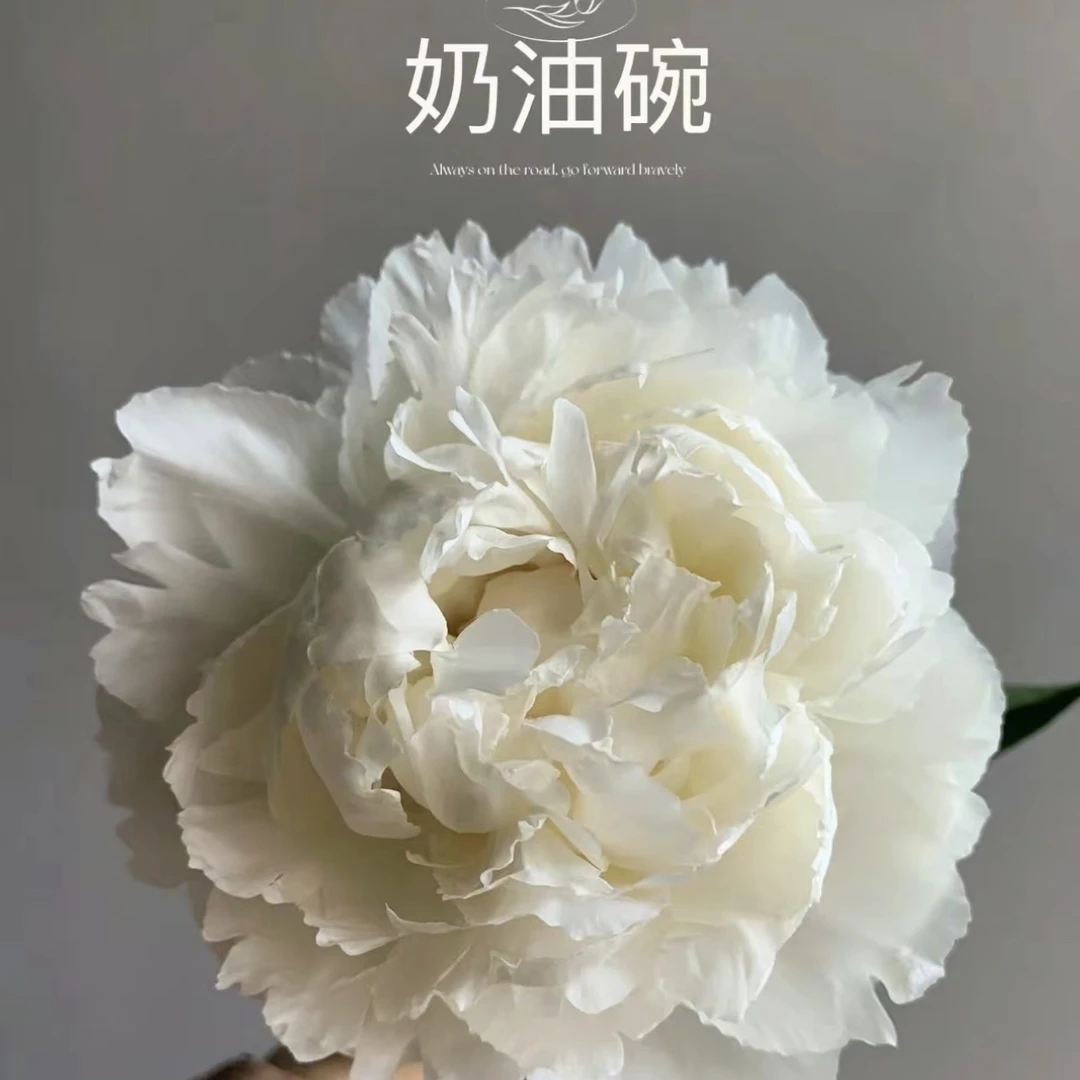奶油碗花卉芍药花（先发肥料秋季发苗）