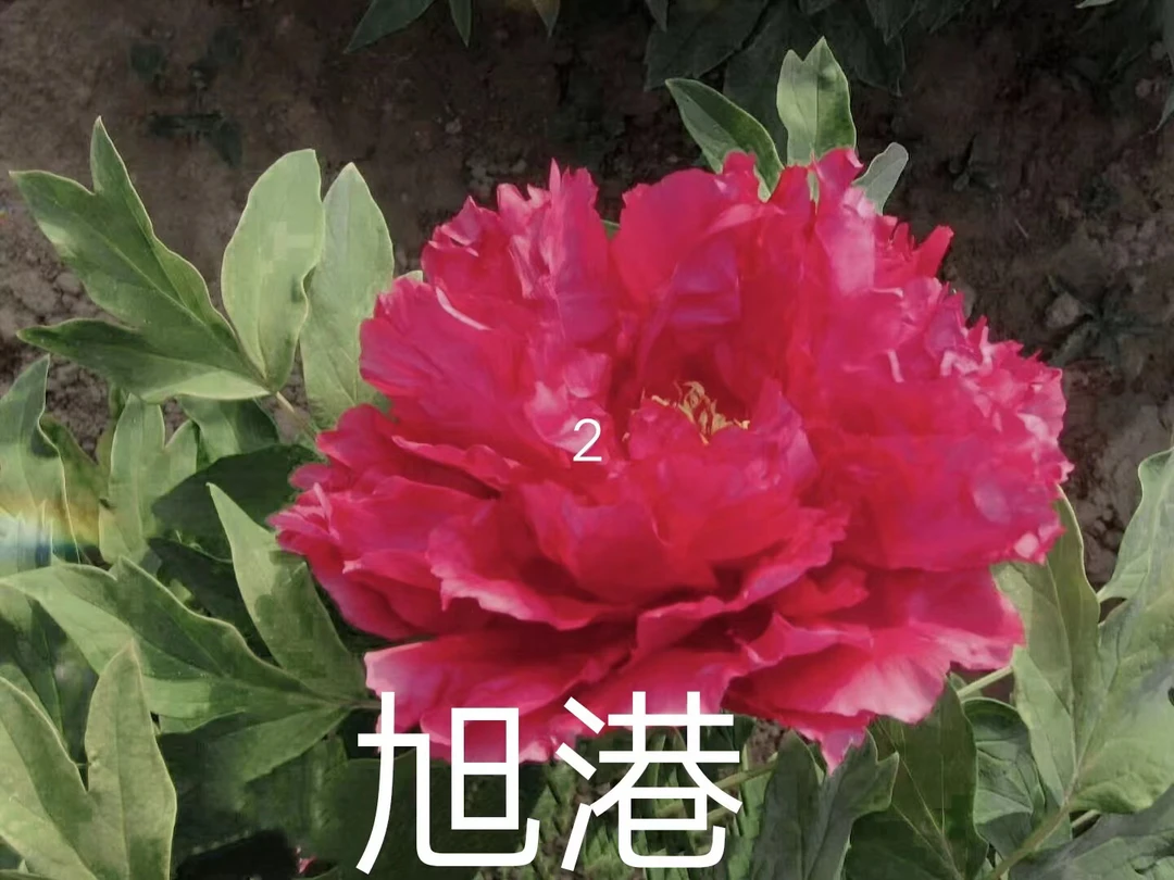 旭港牡丹（先发肥料秋季发苗）鲜花