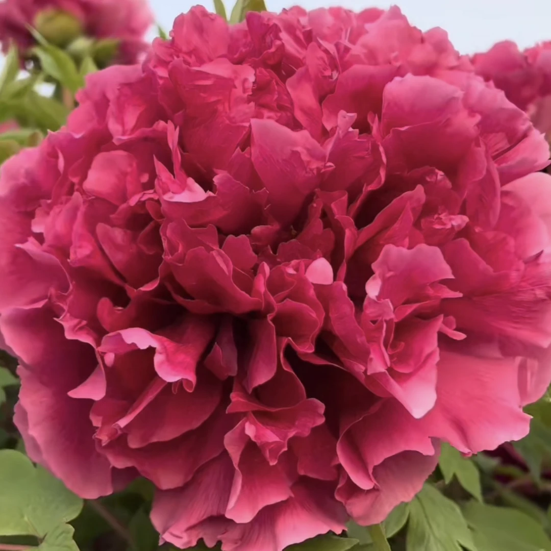 花王牡丹(先发肥料秋季发苗紫阳花)