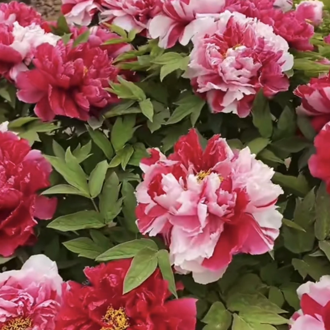 独干岛锦牡丹2.5公分左右（先发肥料秋季发苗）鲜花