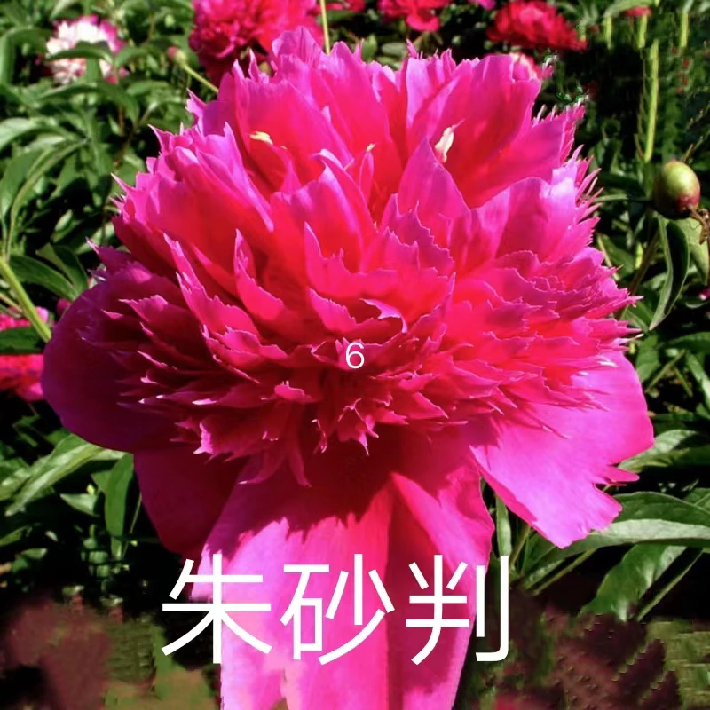 朱砂判精品国产芍药苗（八芽左右）（秋季发苗）
