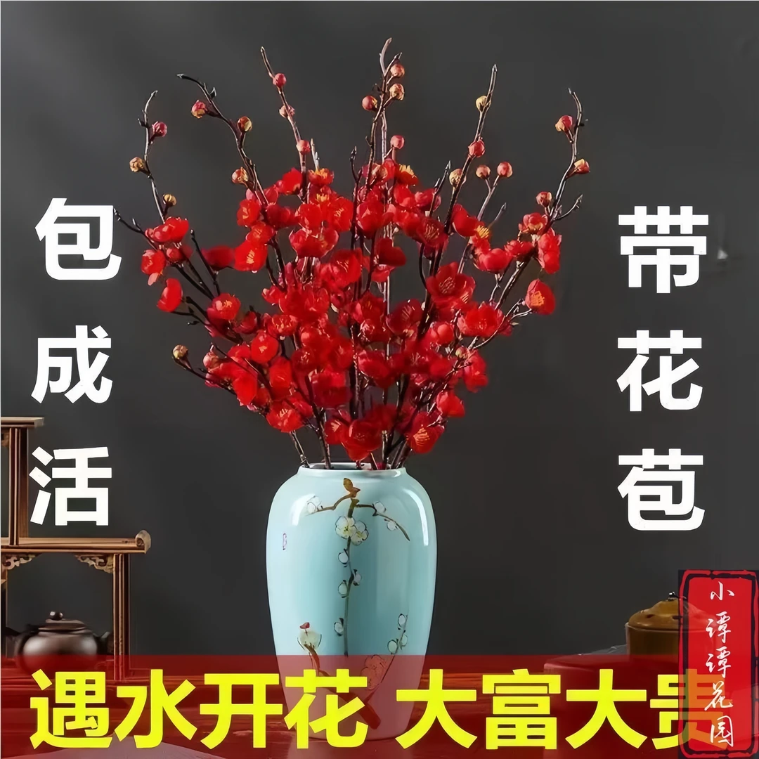 【遇水开花】新年装饰梅花枝遇水开花冬季室内水培梅干枝年宵花卉