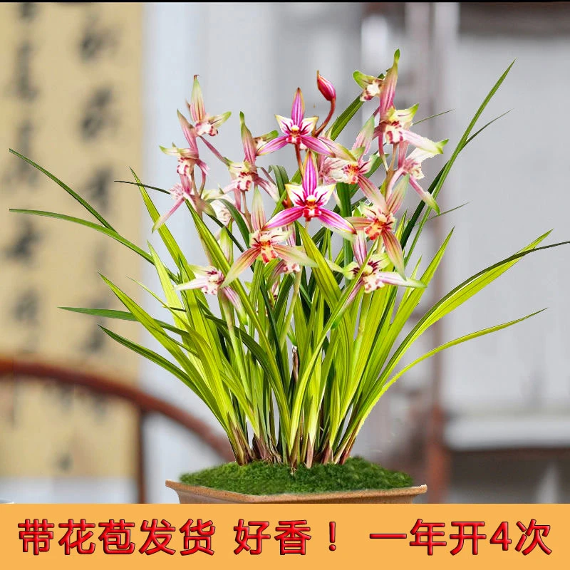 浓香兰花苗建兰天地之华 8苗-10苗带10花苞起基地原盆发货