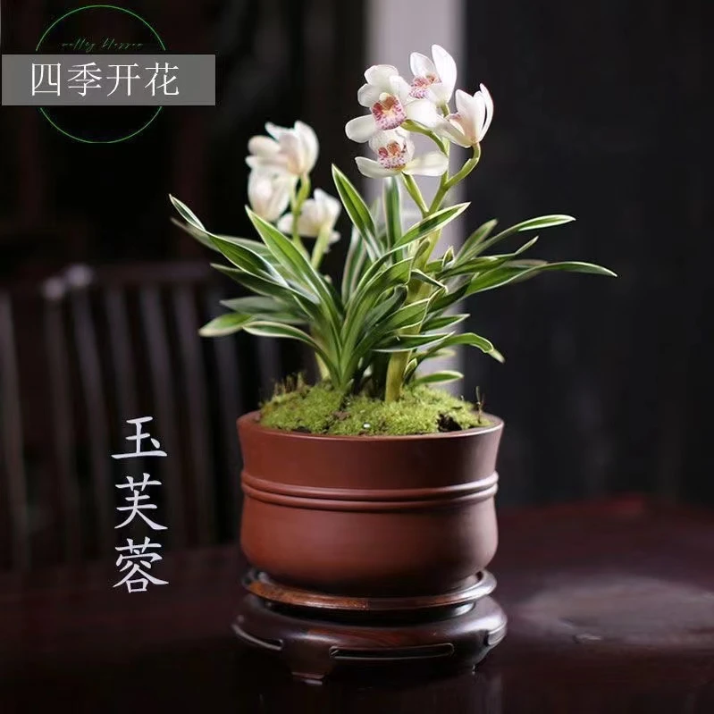 名贵建兰兰花玉芙蓉浓香型金边矮种细叶花卉