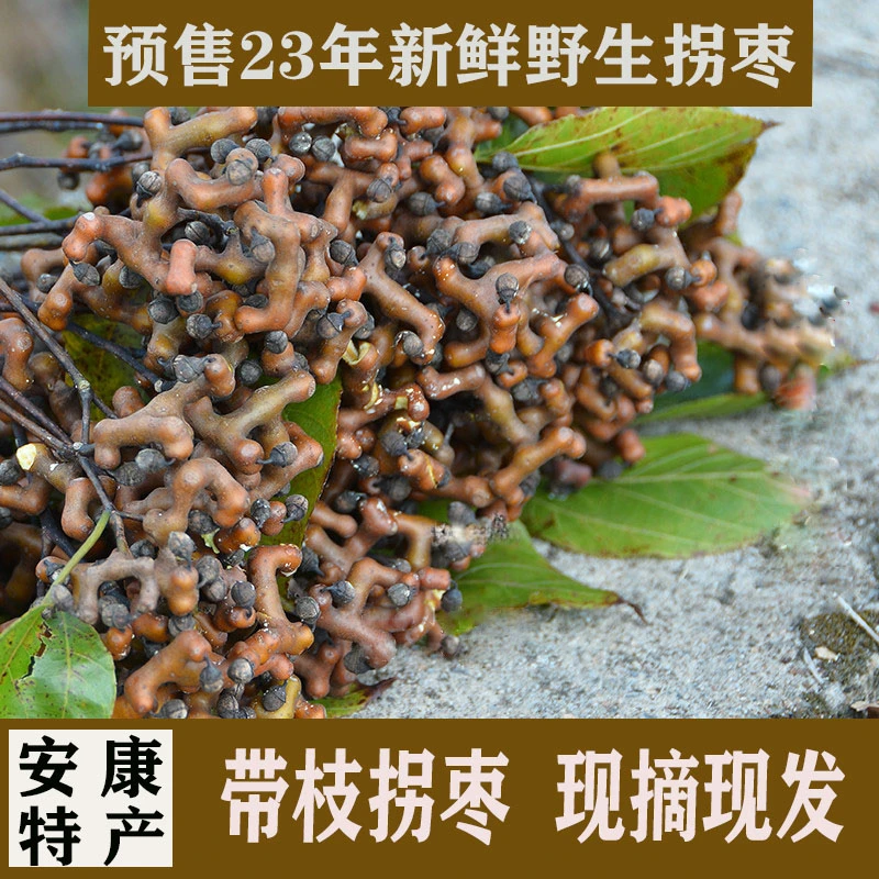 野生拐枣新鲜万寿果鸡爪钩子生吃秦岭泡酒特产陕西包邮水果