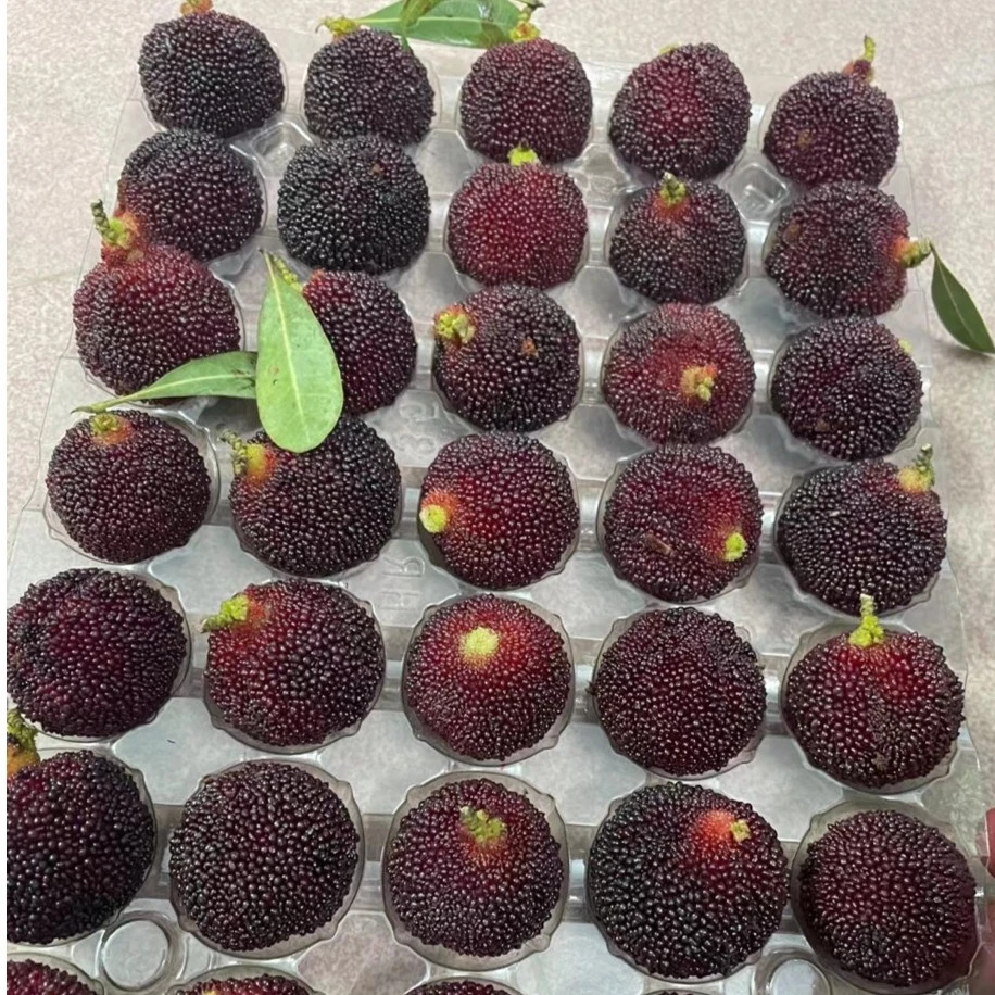 西胪新鲜大乌杨梅鲜果4-8斤礼盒颗粒装广东省内包邮