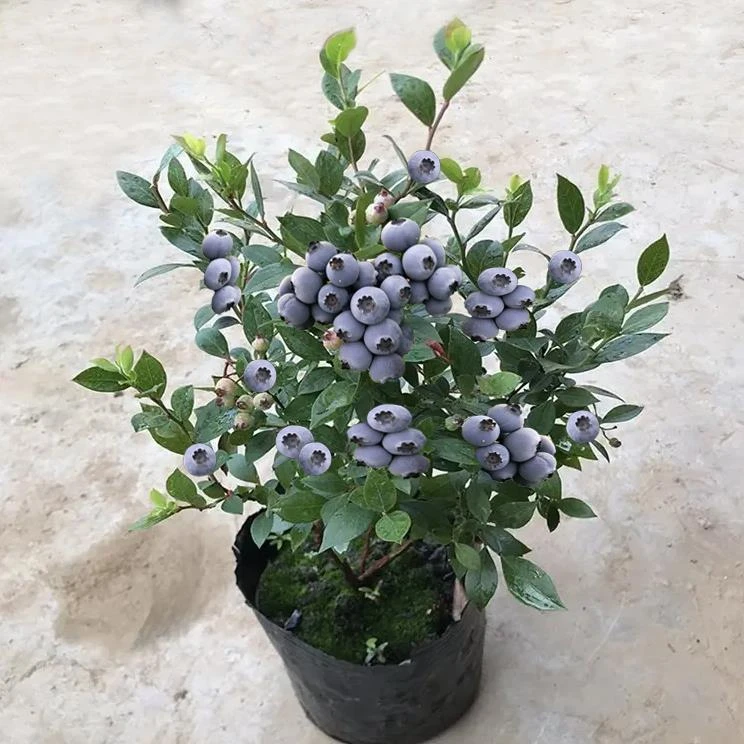 蓝莓树果苗盆栽地栽阳台果树果苗南方北方种植当年结果大果蓝莓苗