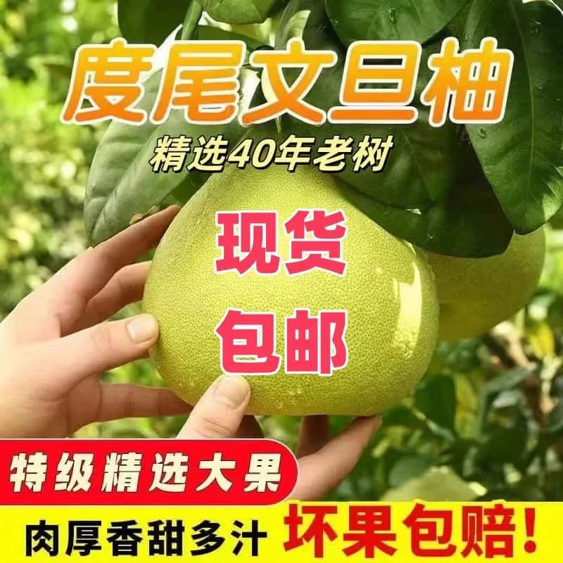 度尾文旦柚红心蜜柚福建仙游真龙柚柚子新鲜水果酸甜当季新鲜水果