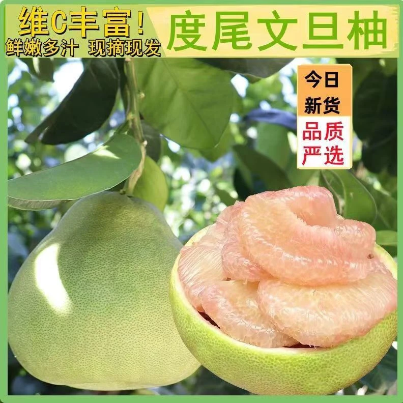 度尾文旦柚红心蜜柚福建仙游真龙柚柚子新鲜水果酸甜当季新鲜水果