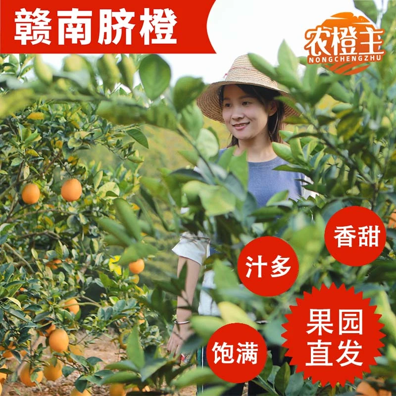 赣南脐橙正宗赣南脐橙果冻橙子装新鲜采摘水分充足小果江西赣橙