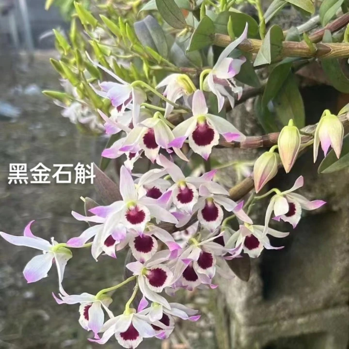 云南石斛兰黑金石斛