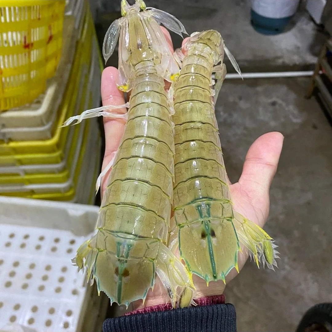 【番薯专属】到手10大斤 椒盐清蒸白灼 皮皮