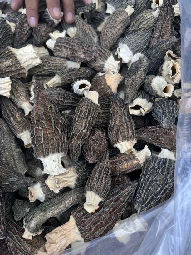 6-9头茬厚肉六妹羊肚菌1109