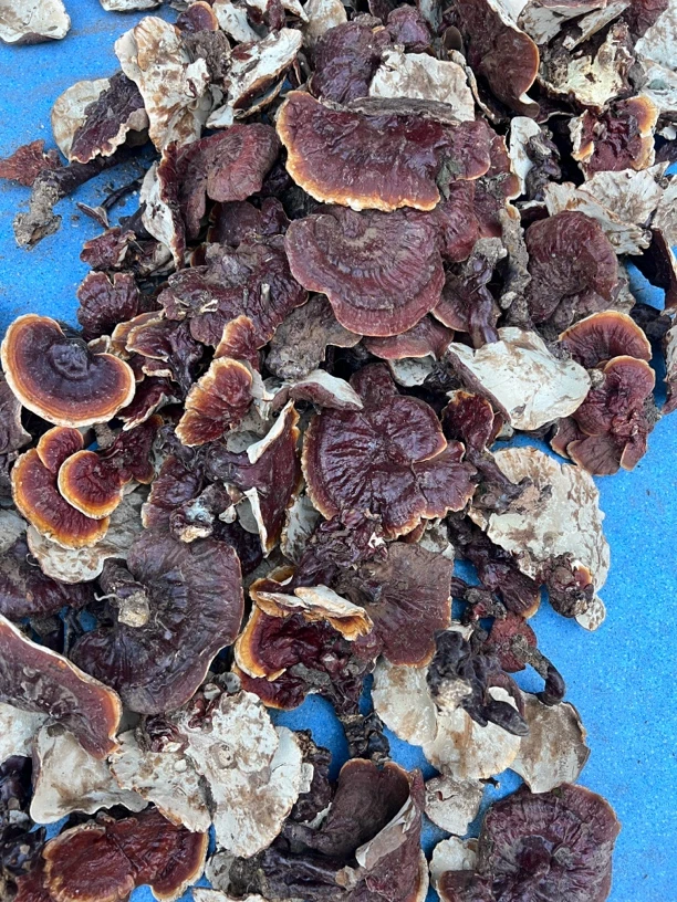 西藏白灵芝100g起卖非西洋参类