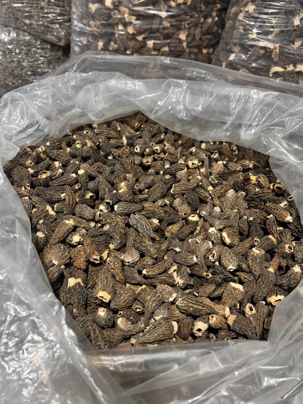 2-4全剪柄头茬厚肉G10羊肚菌1110