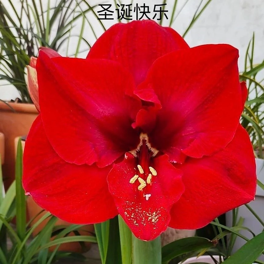 荷兰品种圣诞快乐 朱顶红 冲销量 现货 朱顶红国产自然球