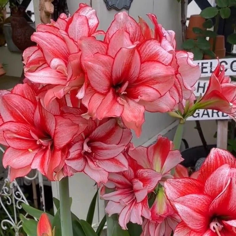 「火焰黛丝」【火焰黛丝】自然球重瓣朱顶红种球多年生好种