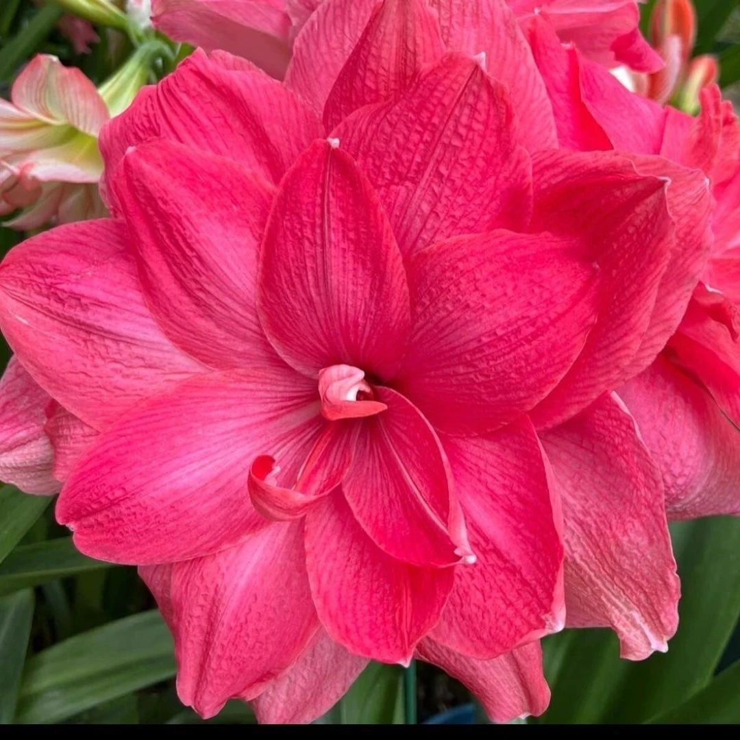 「糖果仙女」正宗包对版大花重瓣夏天耐高温盆栽地栽均可栽种