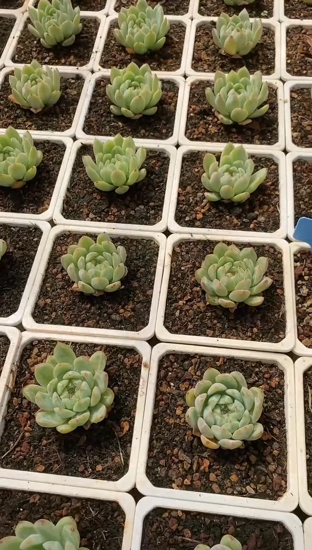 【闪购商品】雪花珍妮