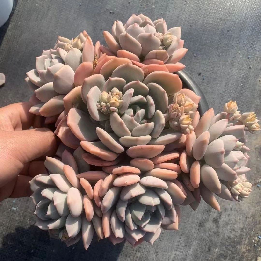 蜜桃格林 多肉植物整桩无砍群