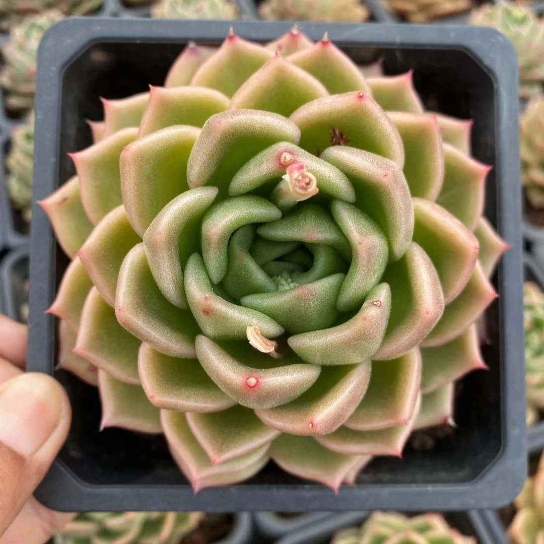 白玫瑰 单头多肉植物油亮周正室内新手好养 阳台盆栽【满28元包邮】