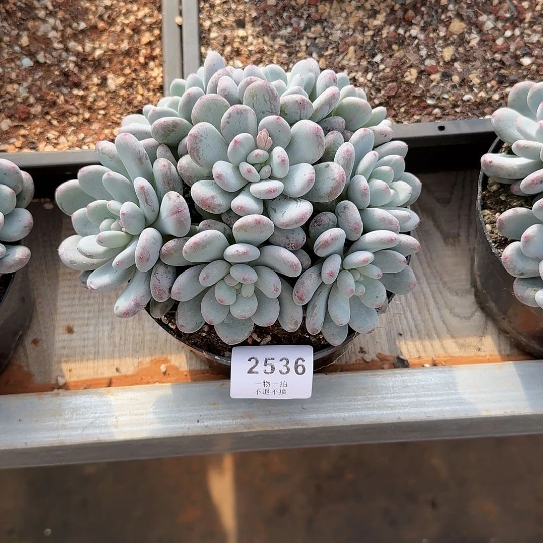 飞*22536号香香雪