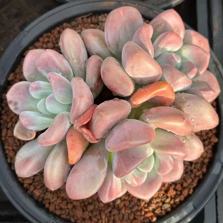 奥普琳娜 控养短叶3头18-20cm  多肉植物