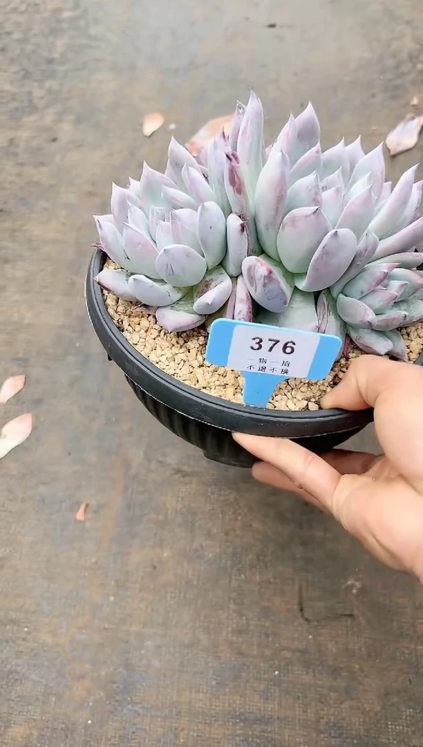 【闪购商品】376号黑卡