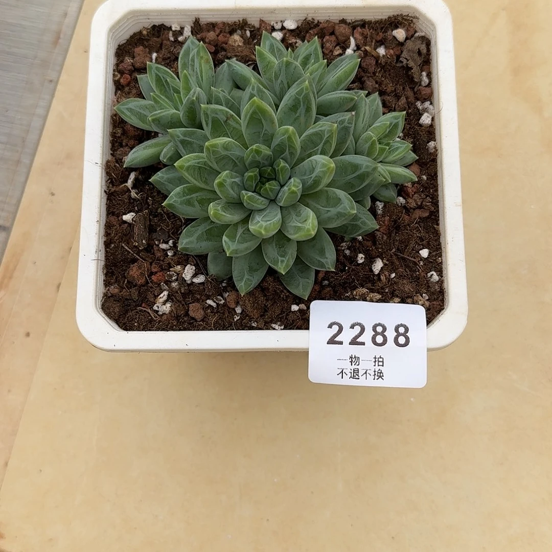 ?****李2288号陨石多肉