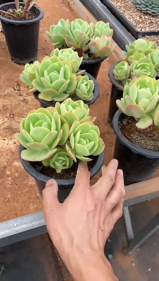 【闪购商品】碧桃