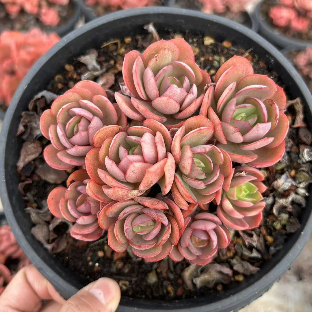 小叶秀妍 整无砍叶片干净 多肉植物【满28元包邮】