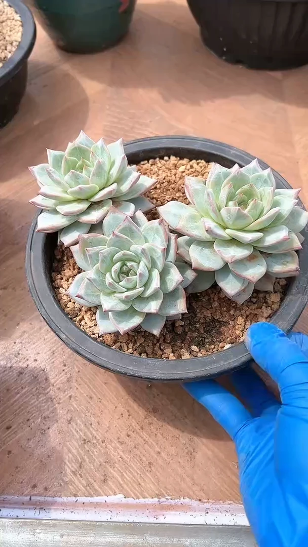 【闪购商品】三头粉蓝鸟