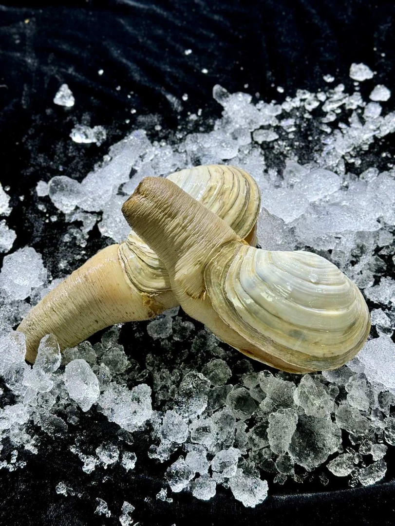 【鲜活】象拔蚌  刺身原材料